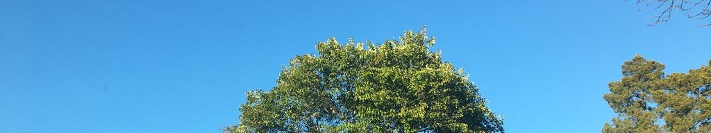 Street-level daytime example from East Austin, cropped to the local street backdrop.