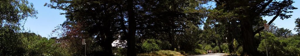 Street-level low light example from Golden Gate Park Sf, cropped to the local street backdrop.