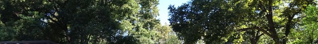 Street-level low light example from Hyde Park Austin, cropped to the local street backdrop.