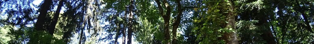 Street-level low light example from Portland Northwest Slabtown, cropped to the local street backdrop.