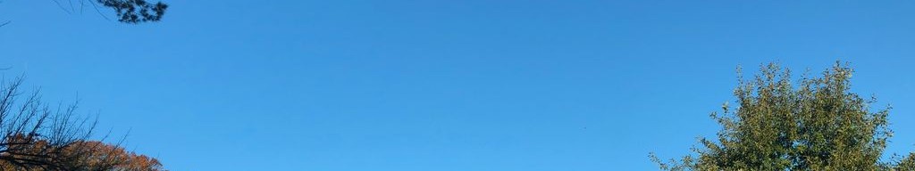 Street-level daytime example from South Congress Austin, cropped to the local street backdrop.