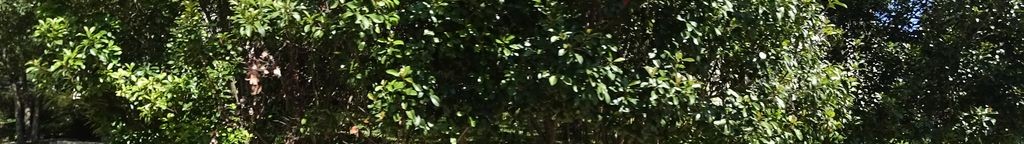 Street-level low light example from Zilker Barton Springs Austin, cropped to the local street backdrop.