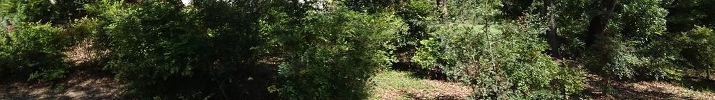 Street-level low light example from Zilker Barton Springs Austin, cropped to the local street backdrop.
